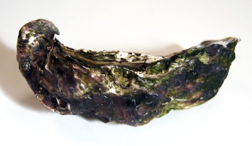 L'huître triploïde, reconnaissable à sa charnière qui se retourne sur elle-même (WS/Rue89 Bordeaux)