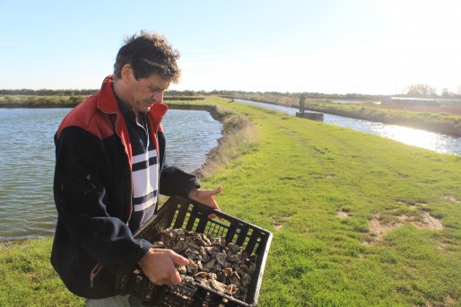 Bertrand Iung élève ses huîtres dans les marais du Médoc.