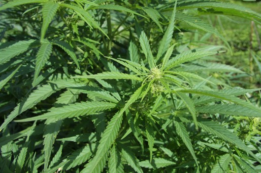 La cannabis est considéré comme une drogue douce dont la consommation est interdite par la loi française (Chmee2/Wikipedia)