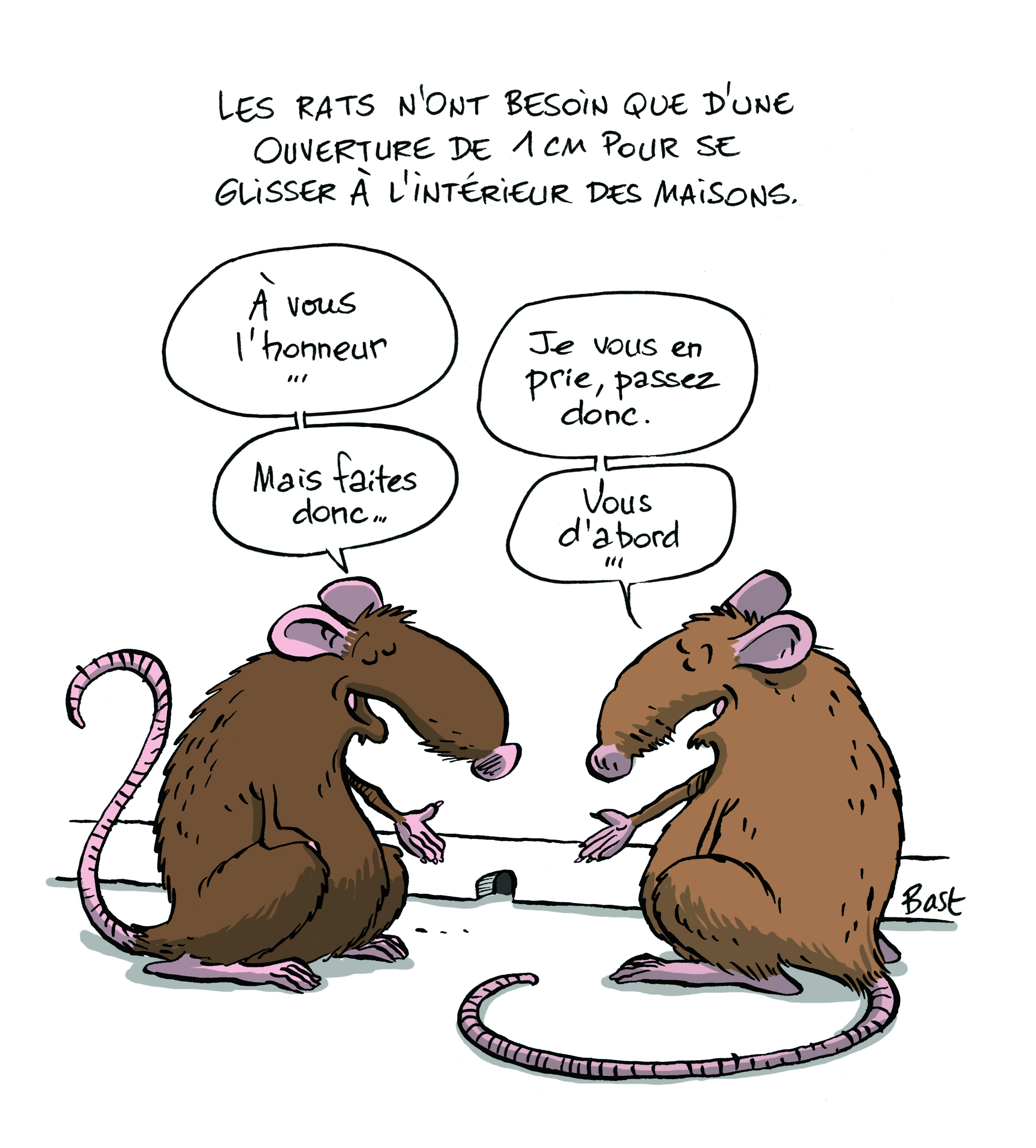 rencontre entre deux rats
