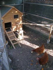 Claudine Cereza, domiciliée au Bouscat, a construit à ses poules un poulailler de luxe, avec nichoir, qu'elles boudent pour l'heure (Claudine Cereza).