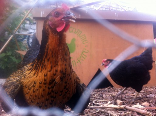 Élevage de poules dans la ferme Niel (WS/Rue89 Bordeaux)