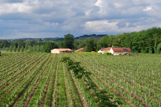 Habitations en bordure des vignes vers Preignac (WS/Rue89 Bordeaux)