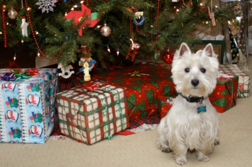 82% des Français déposeront un cadeau pour leur chien sous le sapin de Noël (Randy Robertson)