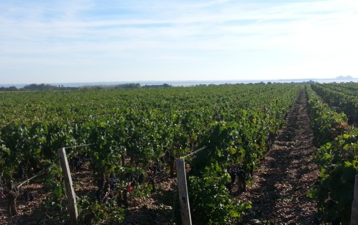Propriété viticole dans le Médoc (Xavie Ridon/Rue89 Bordeaux)