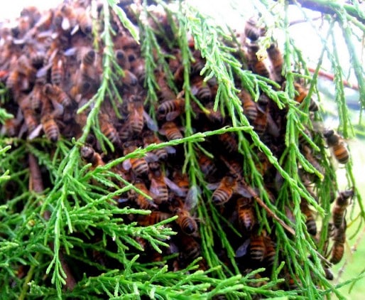 Essaim d'abeilles (Martine/flickr/CC)