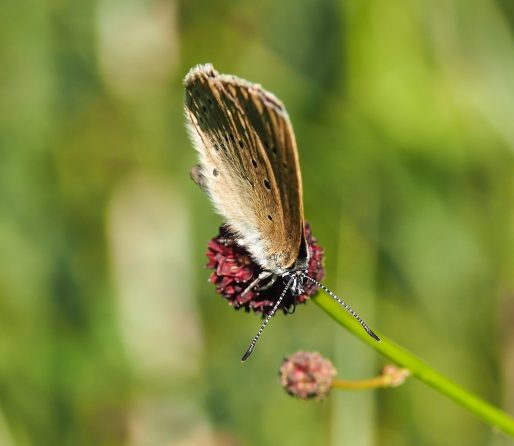Le papillon azuré de la sanguisorbe (Take Time/flickr/CC)