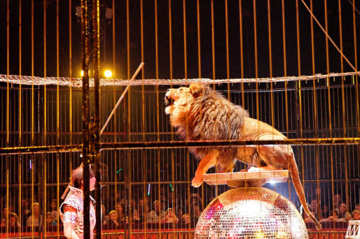 Un lion du cirque Pinder (DR)