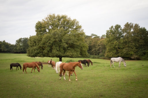 Les chevaux du parc de La Burthe à Floirac (GPV)