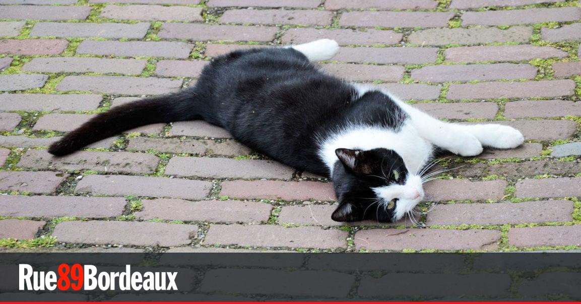 Mysterieux Empoisonnements D Animaux Autour Du Jardin Botanique A Bordeaux