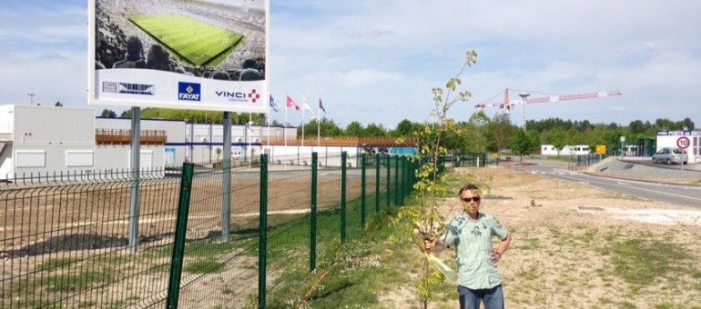 Le poirier-rebelle qui défie le Grand Stade