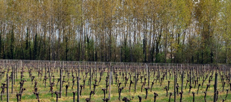 50 000 hectares sanctuarisés dans l’agglo bordelaise