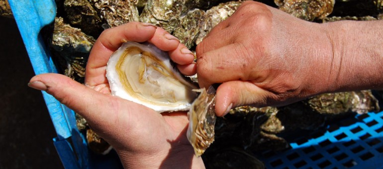 L’huître naturelle devient une perle rare