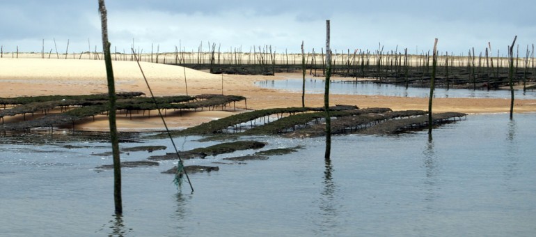 L’interdiction frappe encore les huîtres du Bassin d’Arcachon