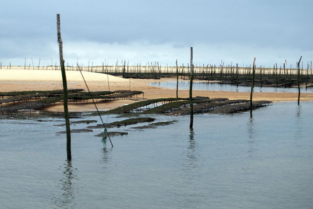 L’interdiction frappe encore les huîtres du Bassin d’Arcachon