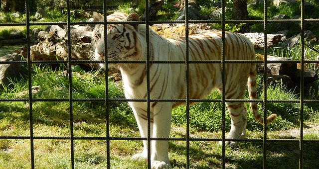 Le projet Save mort et enterré, le zoo de Pessac à vendre