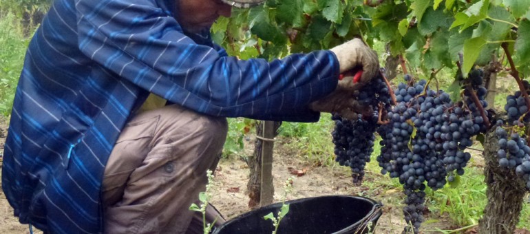 Vendanges : tous les gars du monde veulent tenir la grappe