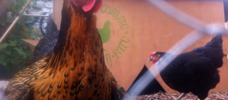 À la Bastide-Niel, une ferme urbaine peut en cacher une autre