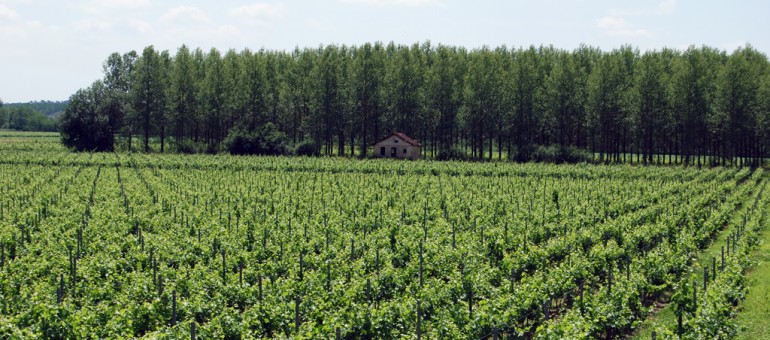 LGV : les AOC Sauternes et Graves « en danger »
