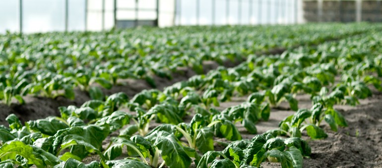Agriculture : Bordeaux Métropole cherche jeunes pousses