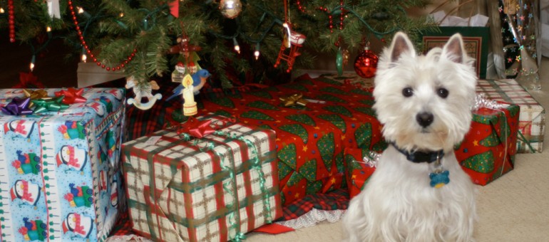 Noël au poil pour les quatre pattes