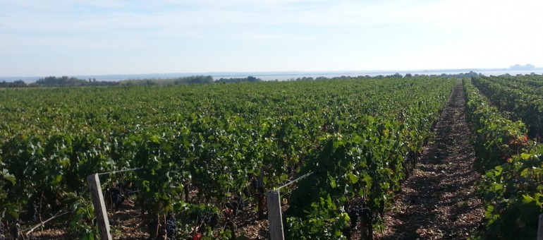 Pesticides en Gironde : les vignerons réagissent cash