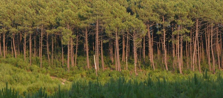 Front commun contre les feux de forêt dans les Landes de Gascogne