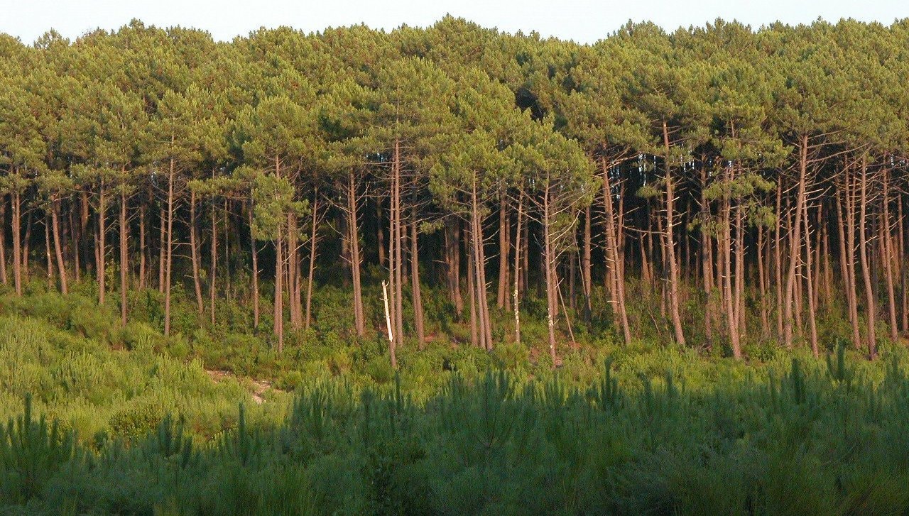 Forêt Gascogne