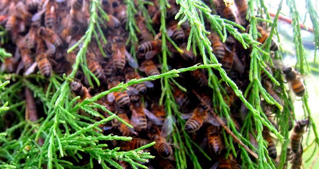 Néonicotinoïdes : un Girondin parmi les « sénatueurs d’abeilles »