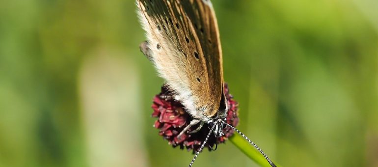 Effet papillon contre la déviation du Taillan-Médoc