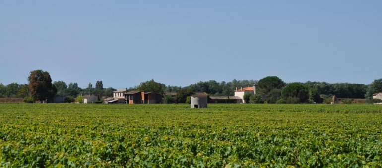 Un millier de demandes déposées pour l’aide à l’arrachage des vignes dans le Bordelais