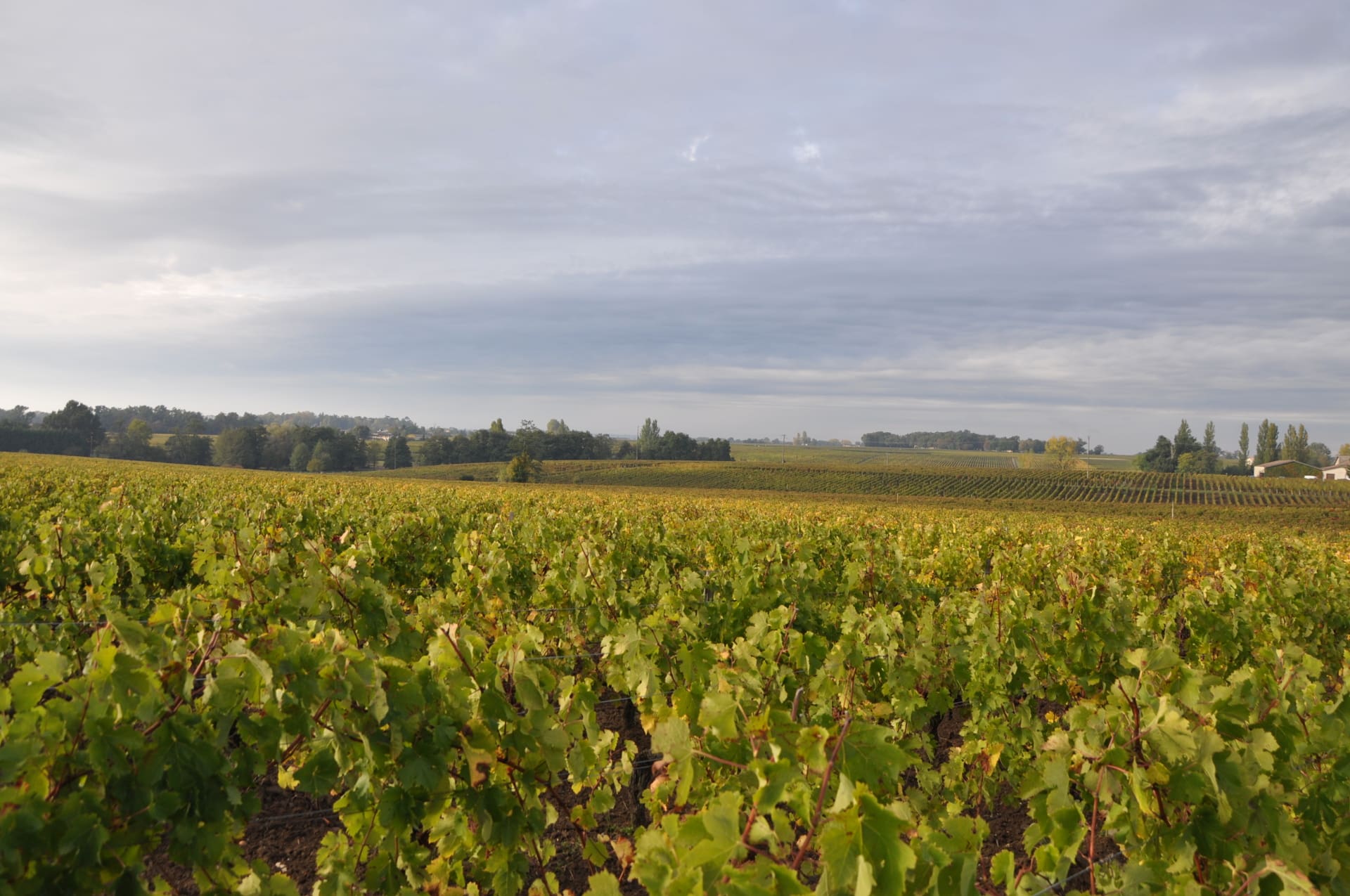 Des pesticides utilisés dans les vignes toujours dans l’air à Bordeaux