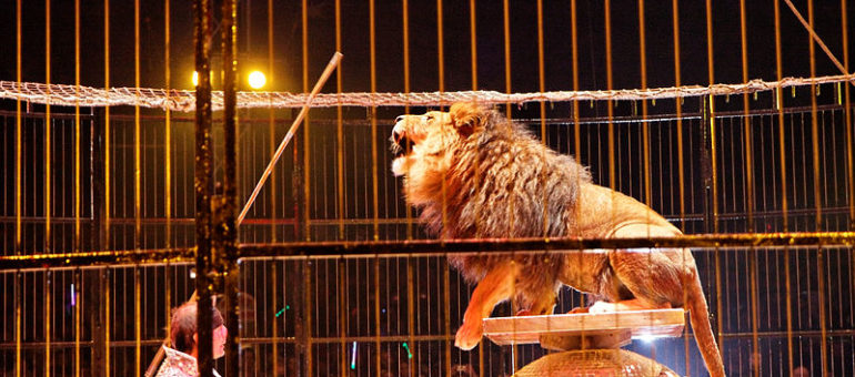 Bordeaux écarte l’interdiction des cirques présentant des animaux sauvages