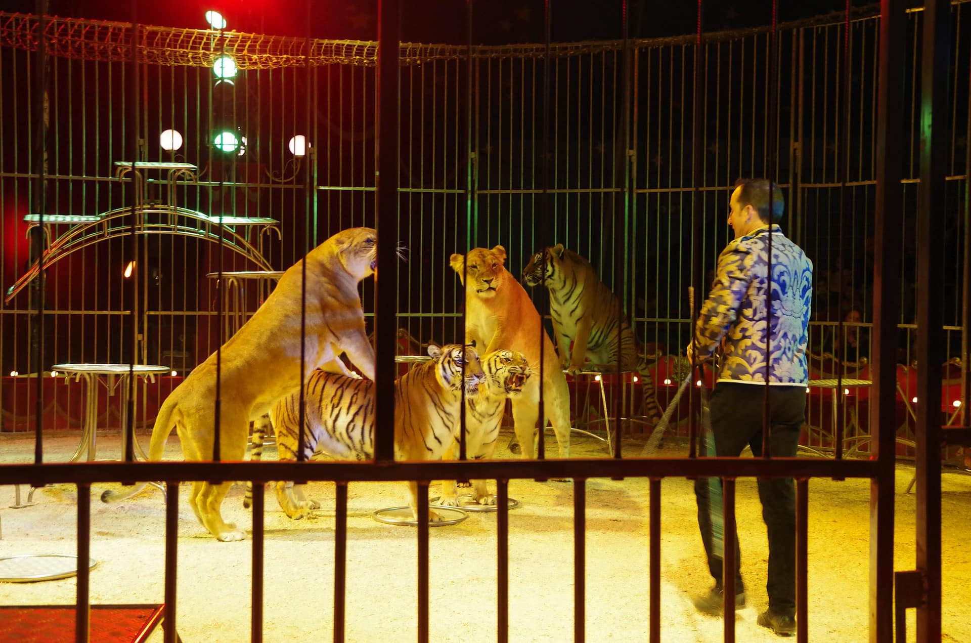Pessac bannit les cirques avec animaux sauvages