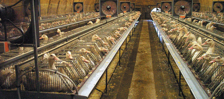 Grippe aviaire : le foie gras du Sud-Ouest, malade de l’agro-industrie ?