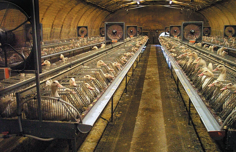 Grippe aviaire : le foie gras du Sud-Ouest, malade de l’agro-industrie ?