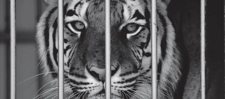 L’exposition « Sauvages » pour libérer les animaux des spectacles