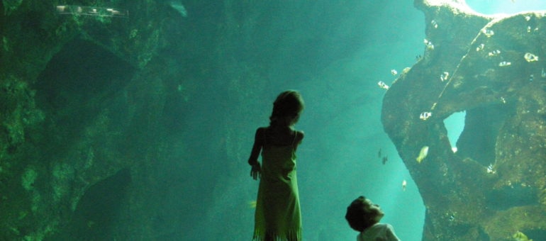 Une pétition contre l’aquarium de Bordeaux (qui est loin de tomber à l’eau)