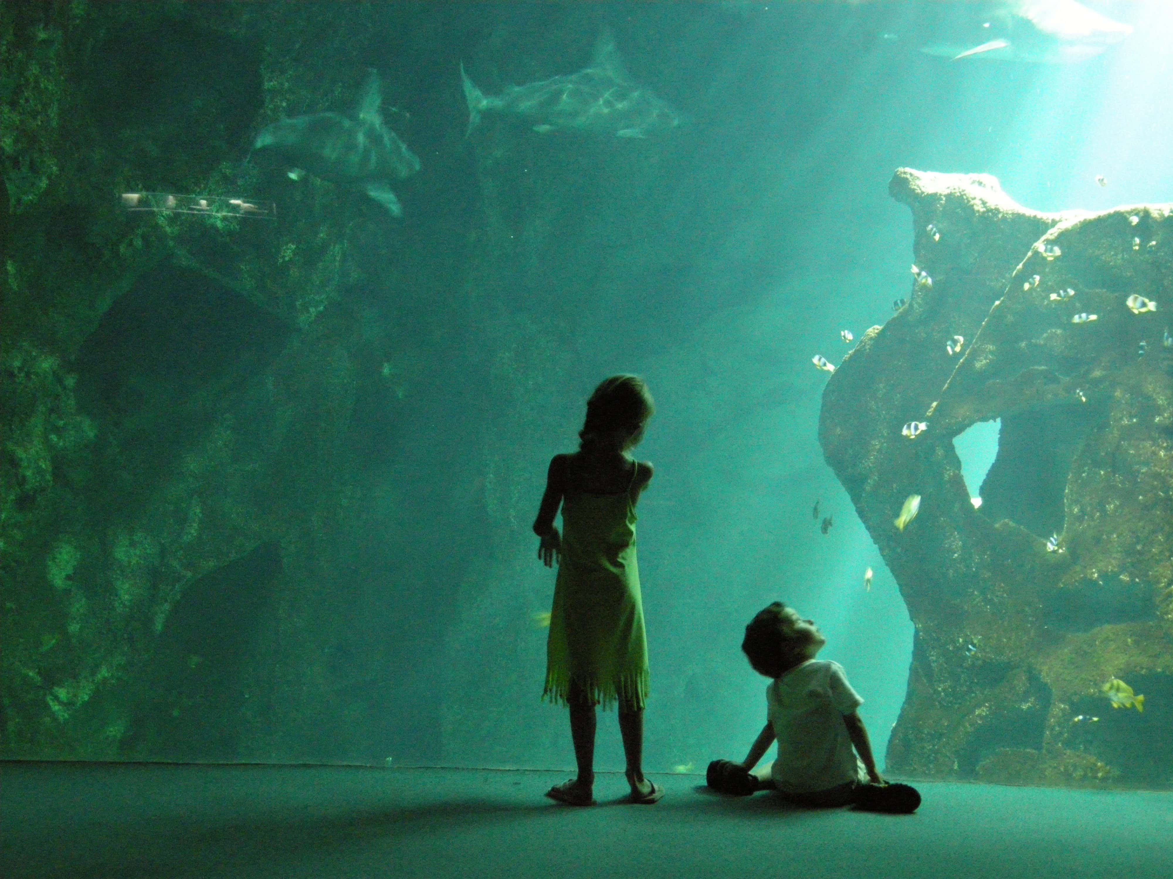 Une pétition contre l’aquarium de Bordeaux (qui est loin de tomber à l’eau)