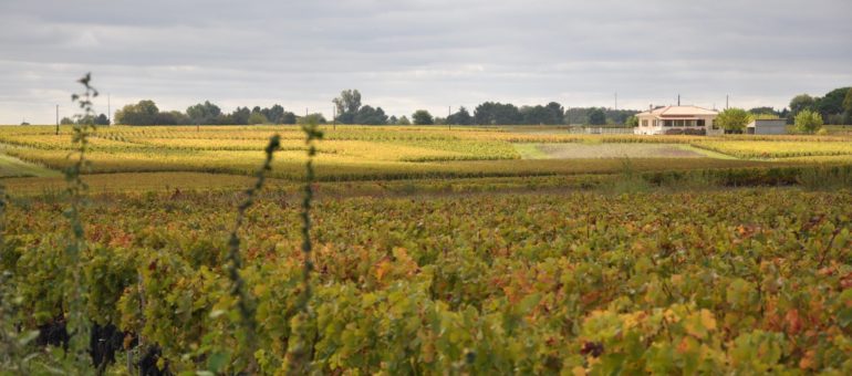 Dossier #17 : Vers une vigne vraiment verte ?