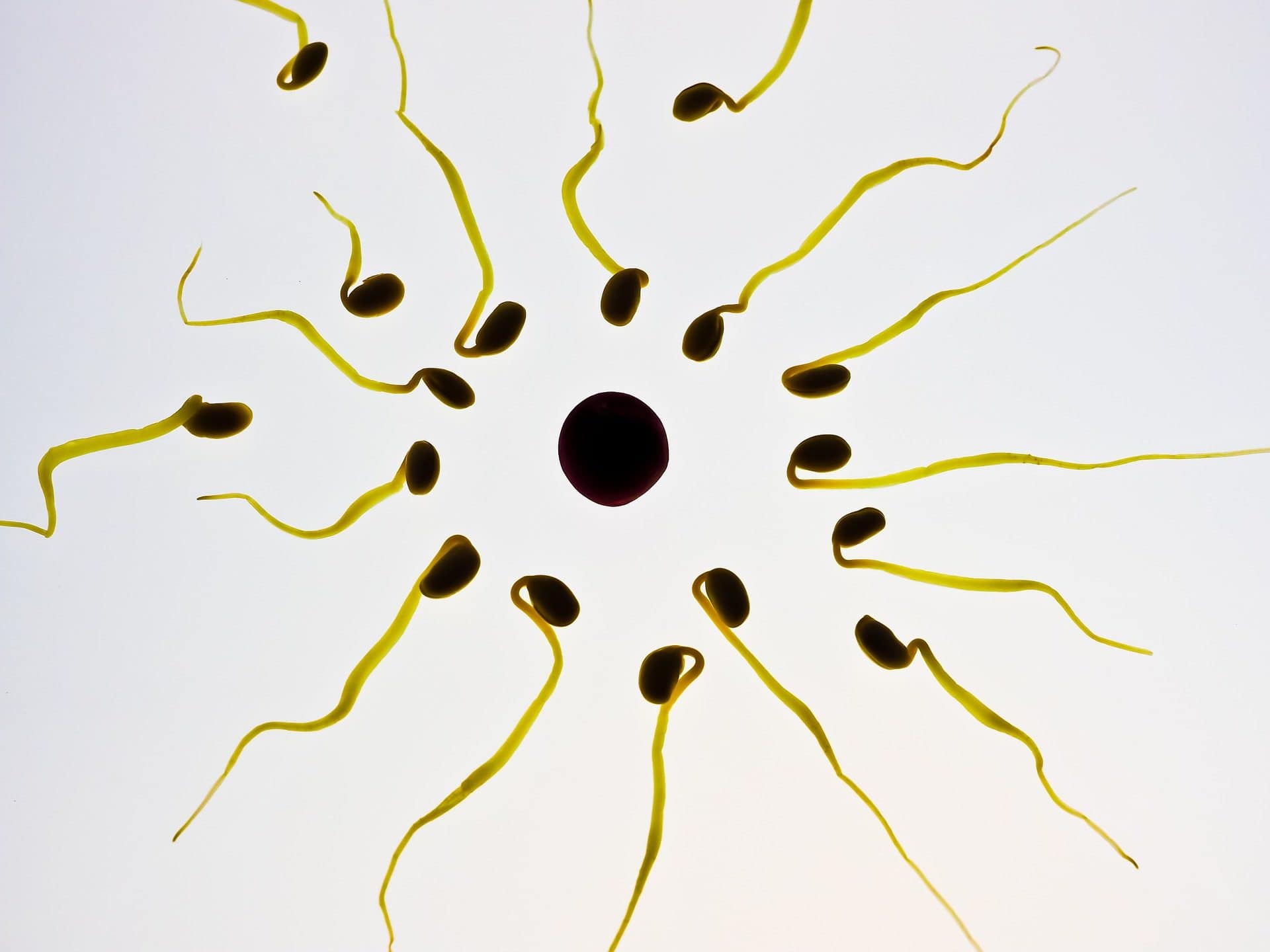 Vasectomie : des Bordelais prennent leur contraception en main