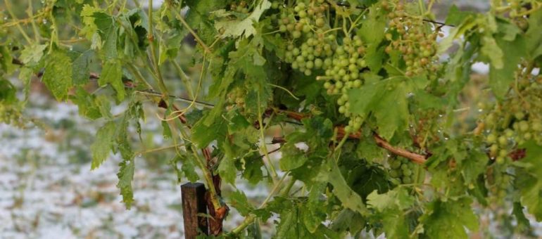 L’orage de grêle détruit plus de 7000 hectares de vignes