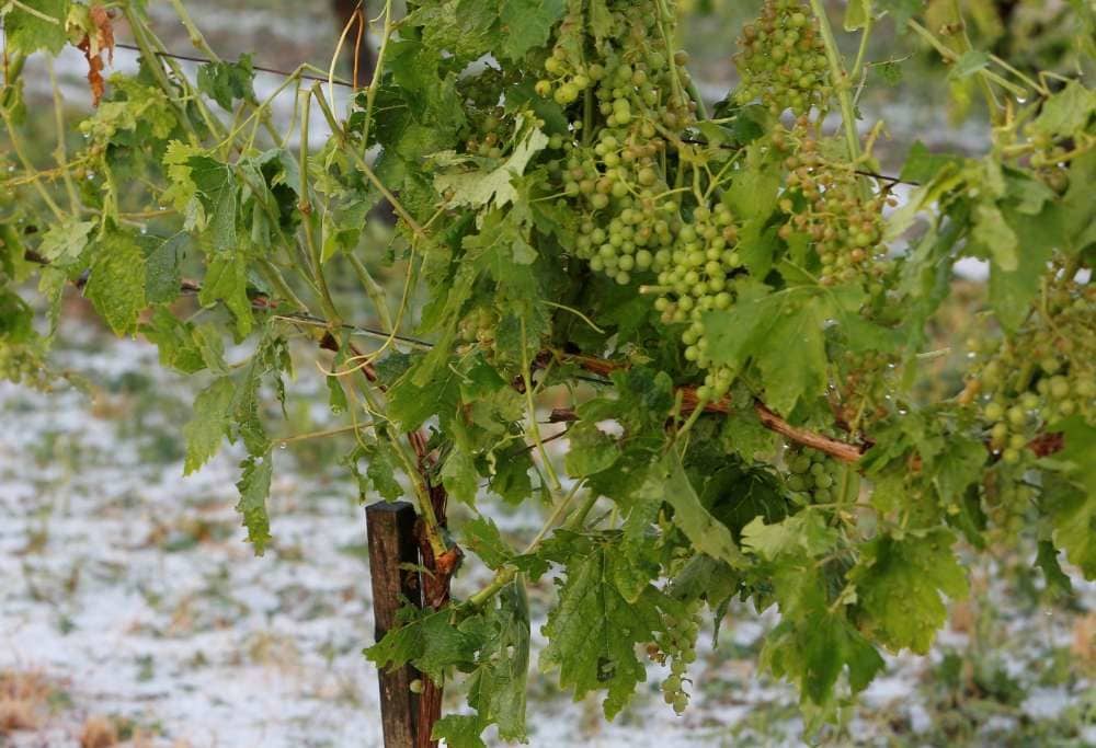 L’orage de grêle détruit plus de 7000 hectares de vignes