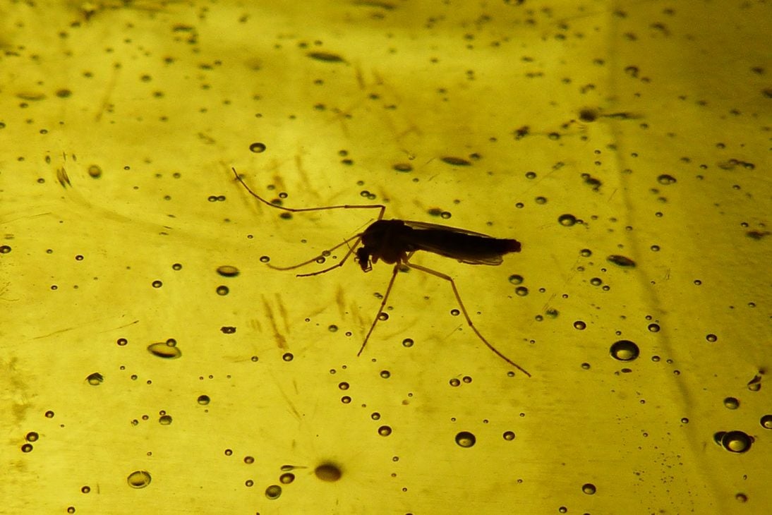 Les moustiques de la presqu’île font le bad buzz à Ambès