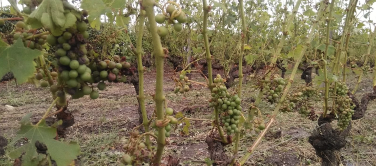 La vigne et l’agriculture en Gironde, encore dévastées par la grêle