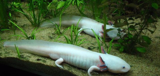 Des axolotls, « monstres d’eau », aperçus au Jardin botanique de Bordeaux