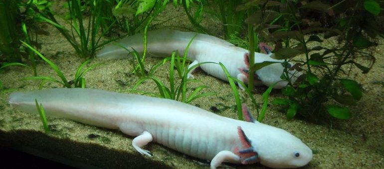 Des axolotls, « monstres d’eau », aperçus au Jardin botanique de Bordeaux