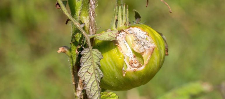 Une cagnotte sème l’espoir aux « Jardins inspirés » d’Eysines