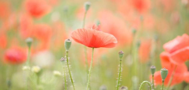 Contre les pesticides, le mouvement des Coquelicots essaime naturellement en Gironde