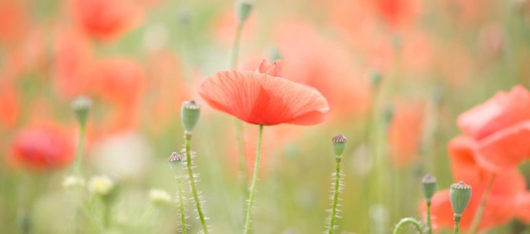Contre les pesticides, le mouvement des Coquelicots essaime naturellement en Gironde